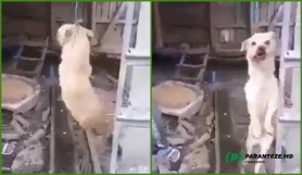 VIDEO // Cruzime fără margini: Un copil de 9 ani a fost filmat cum omoară un câine cu o bâtă